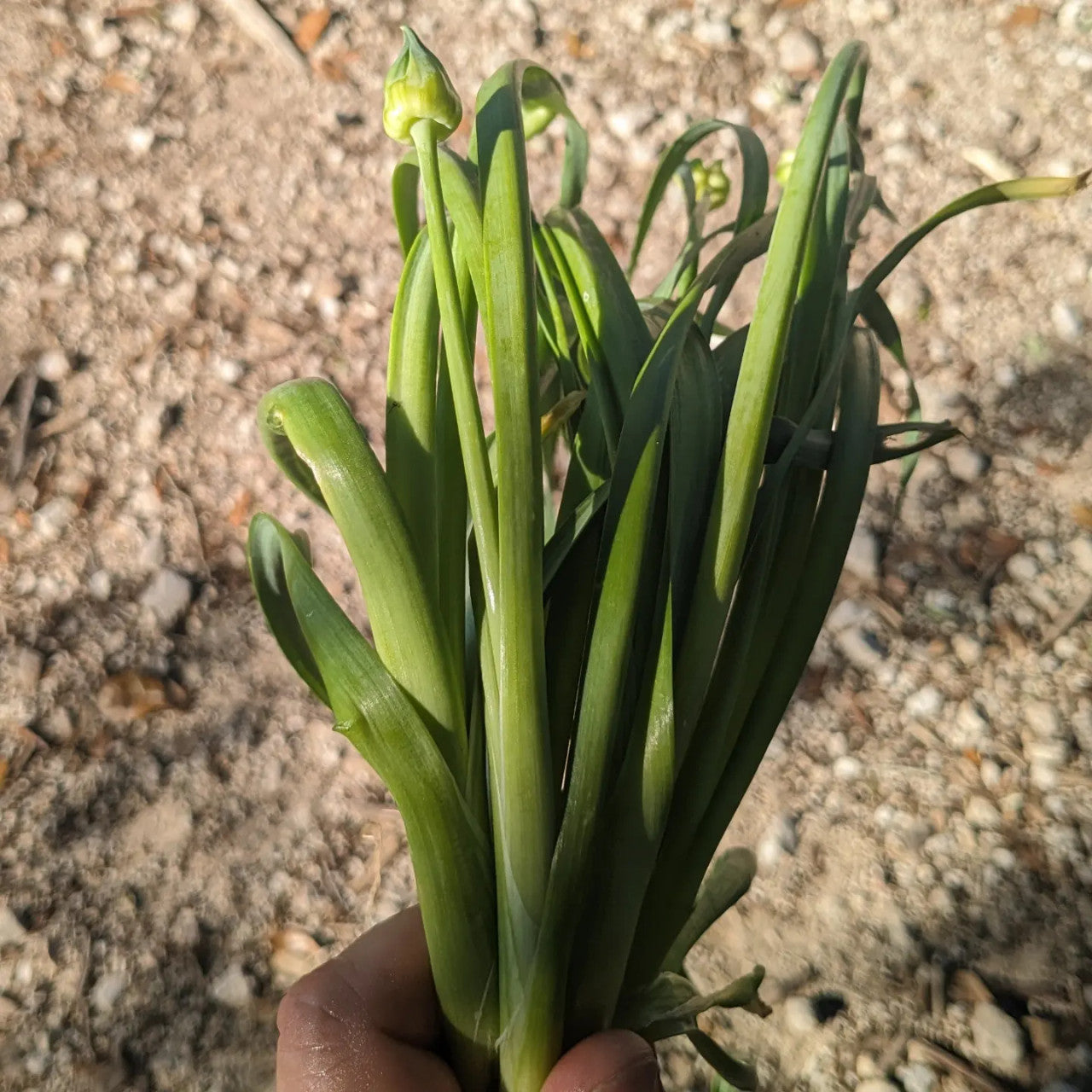 A handful of wild-harvested meadow garlic