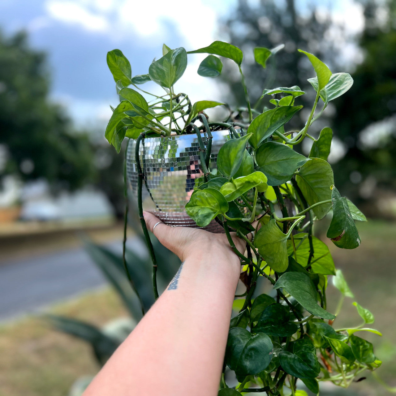 Disco Planter Party