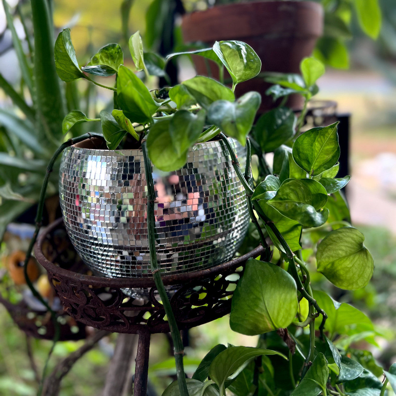 Disco Planter Party