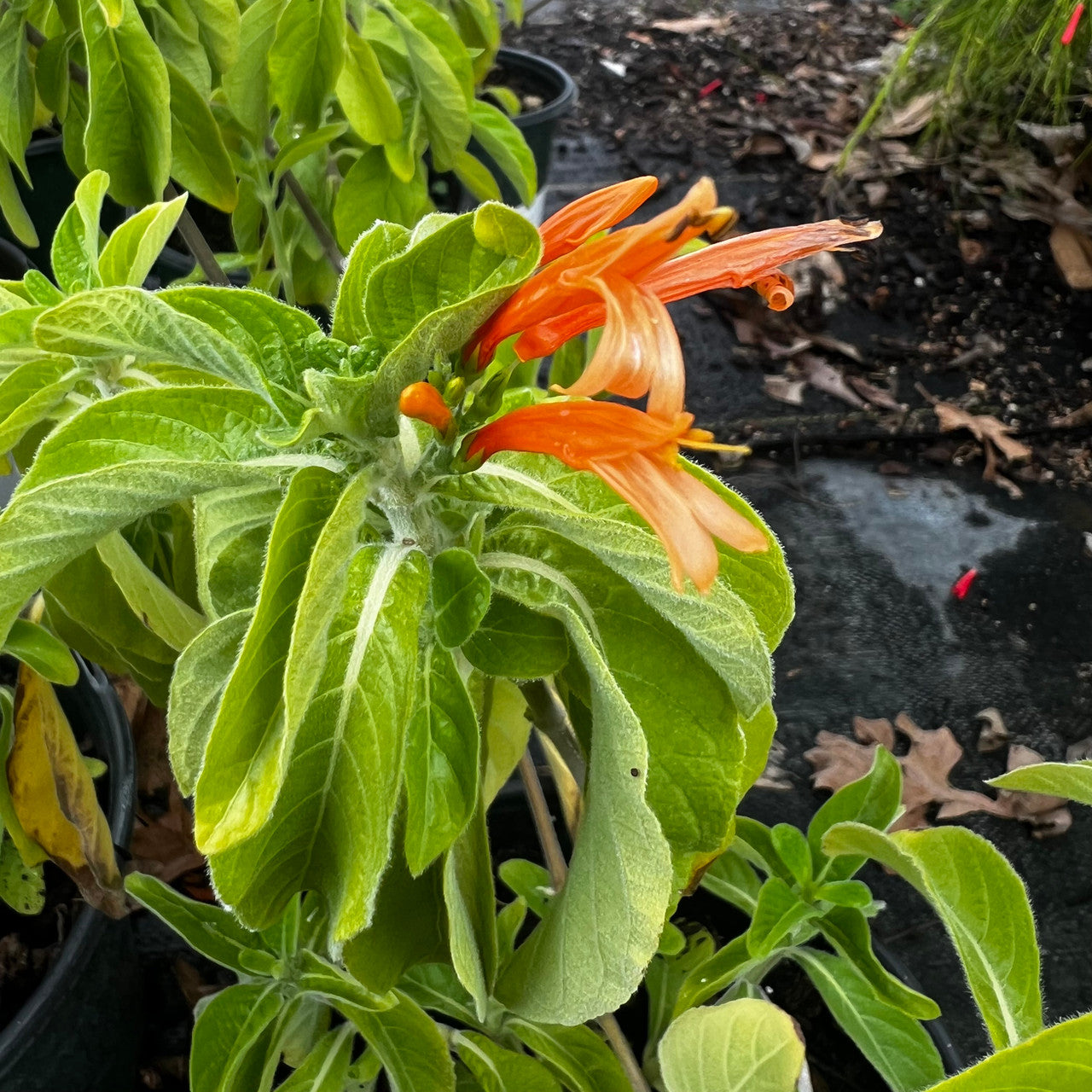 Lions Tail