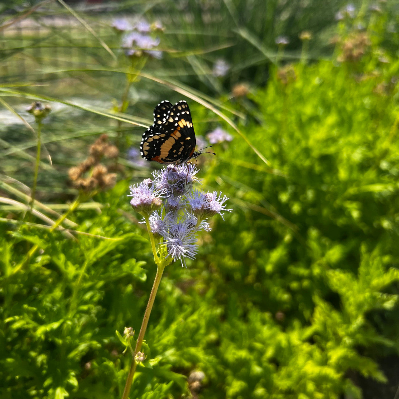 Gregg’s Mistflower