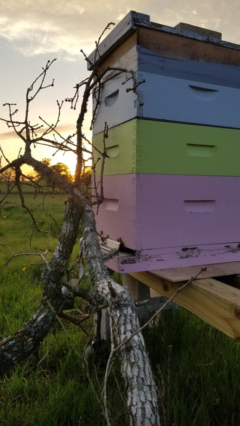 Hive Dive: Hands-on Beekeeping with Rune Exchange