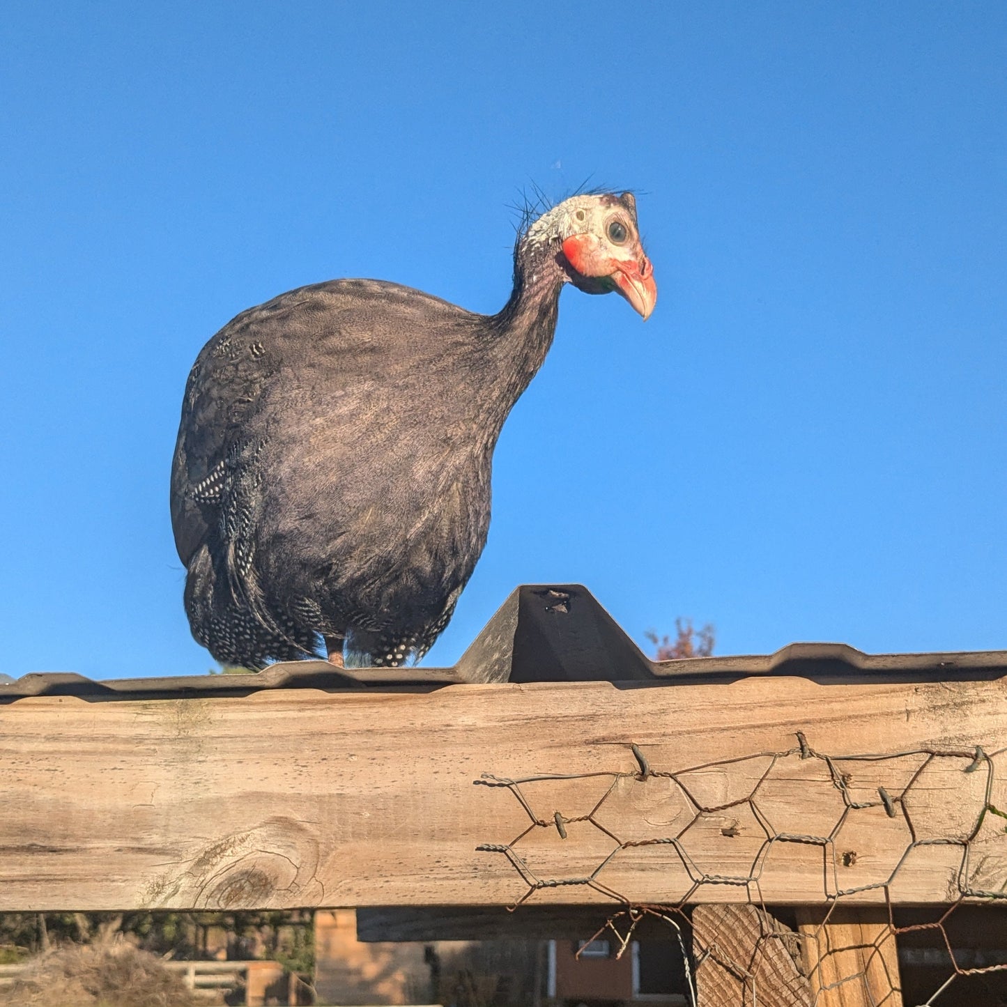 Guinea - Keet