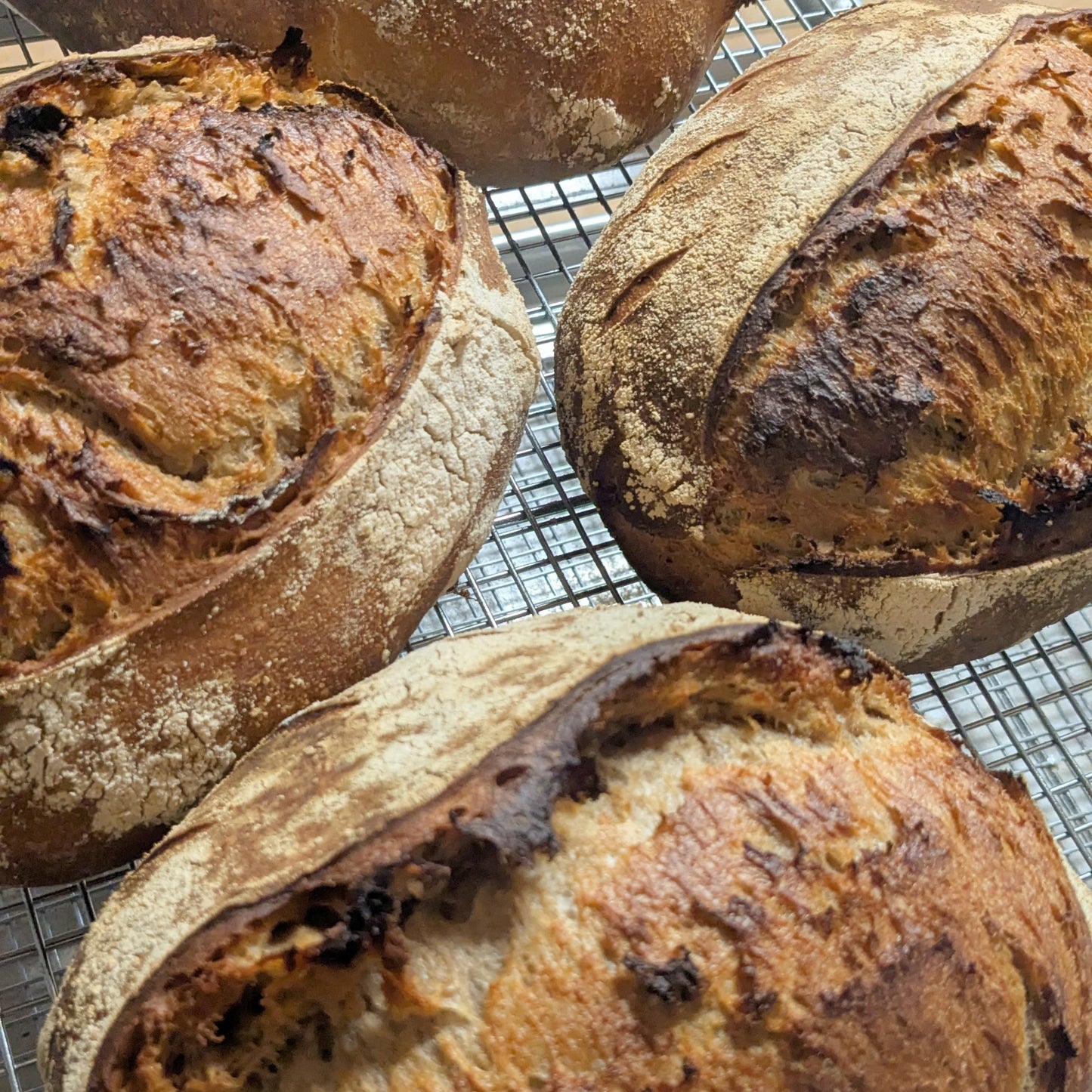 Ryman Rye Flour (Organic)