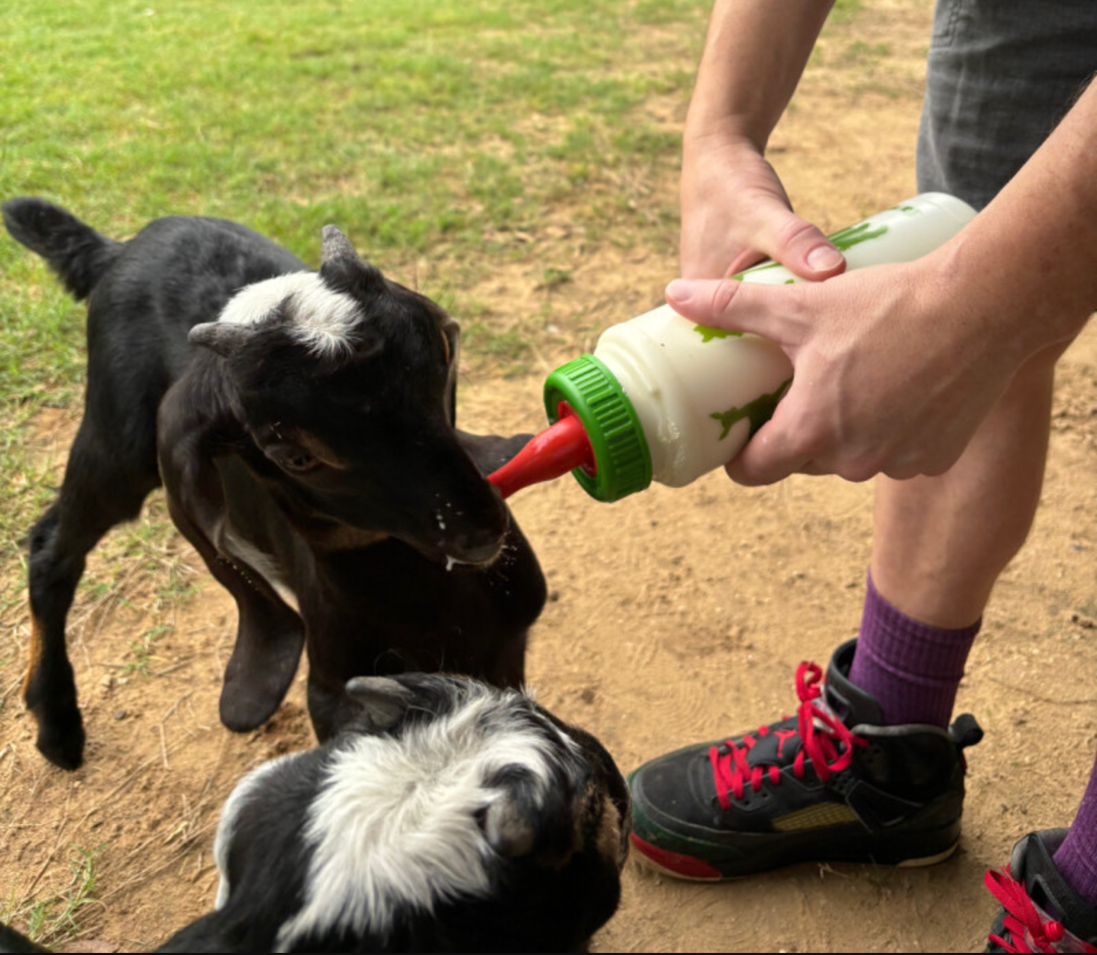 Headlong Farm photo 22