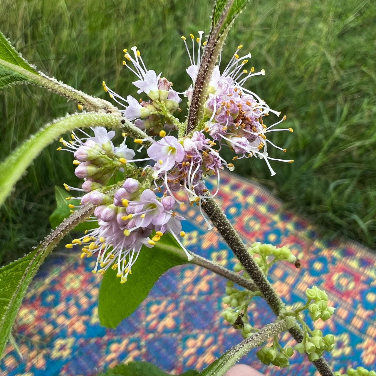 American Beautyberry