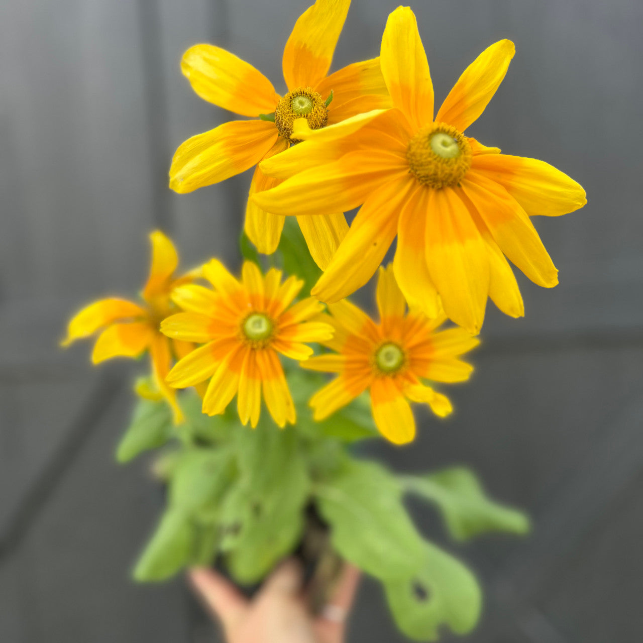 Rudbeckia - "Prairie Sun"