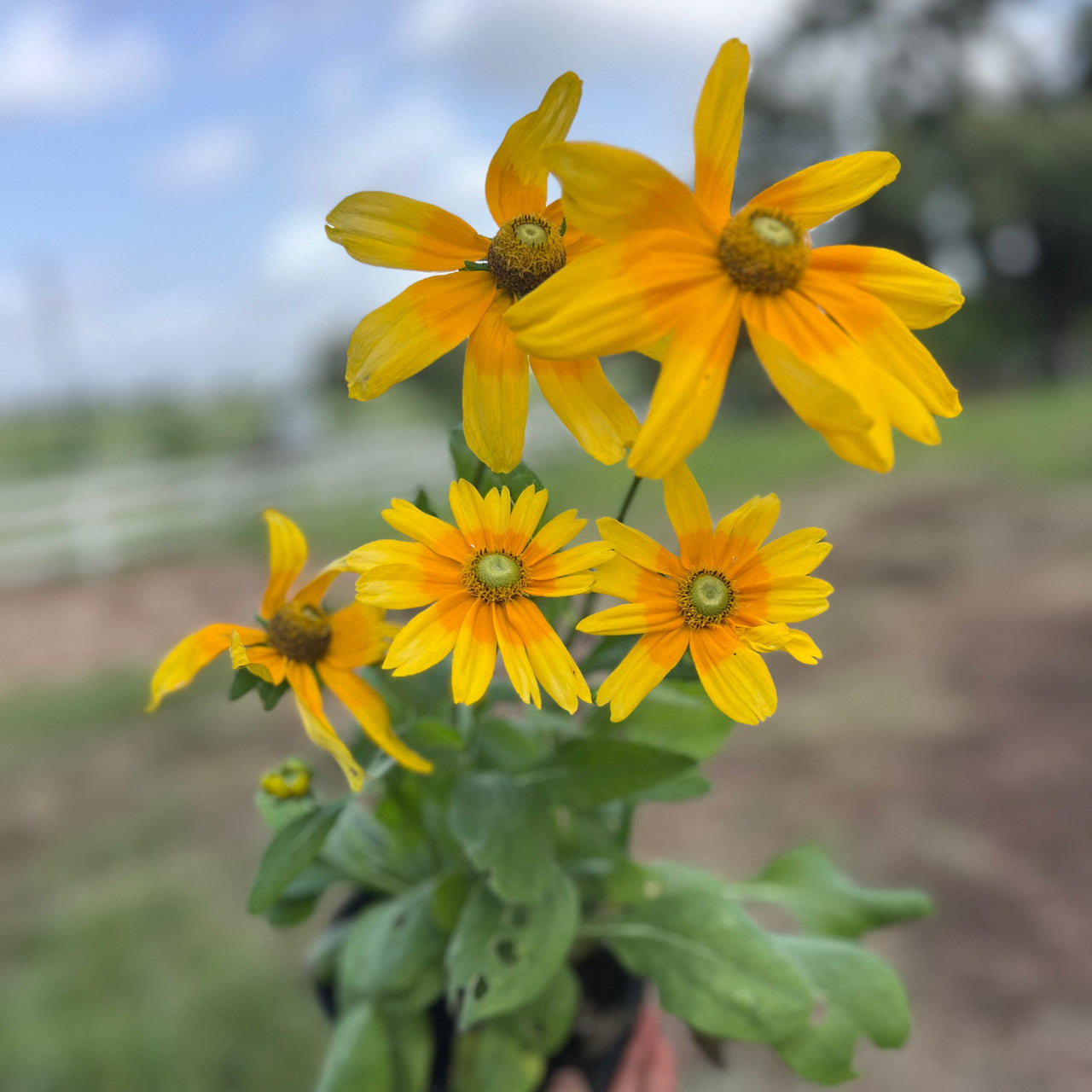 Rudbeckia - "Prairie Sun"