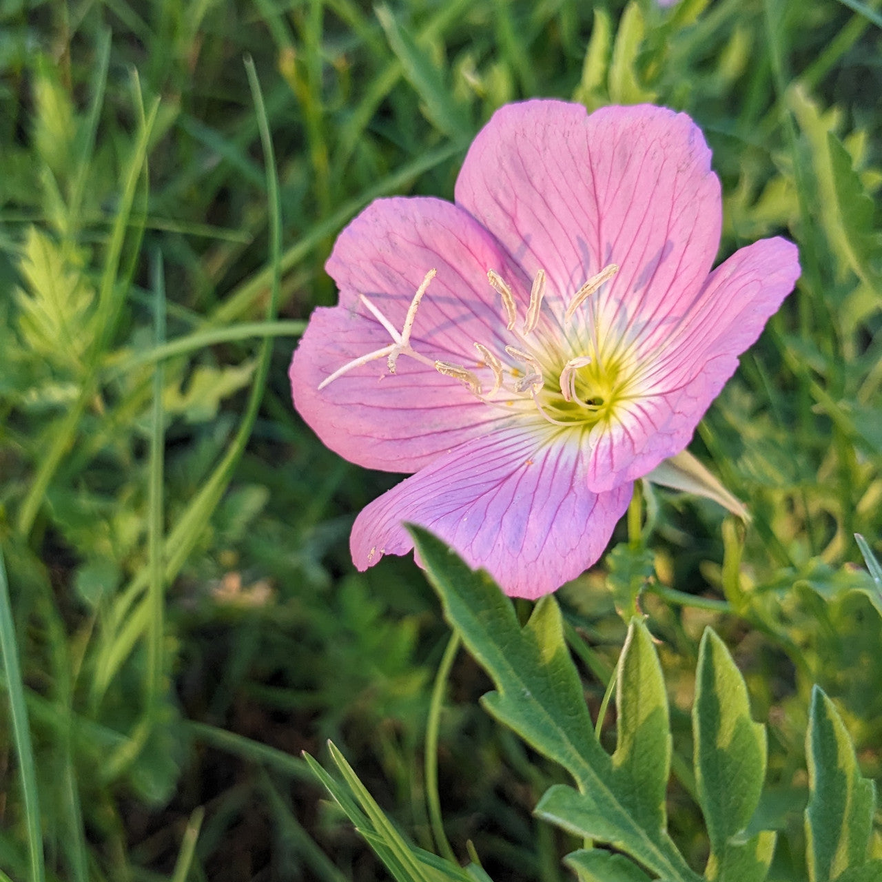 A pink evening primrose