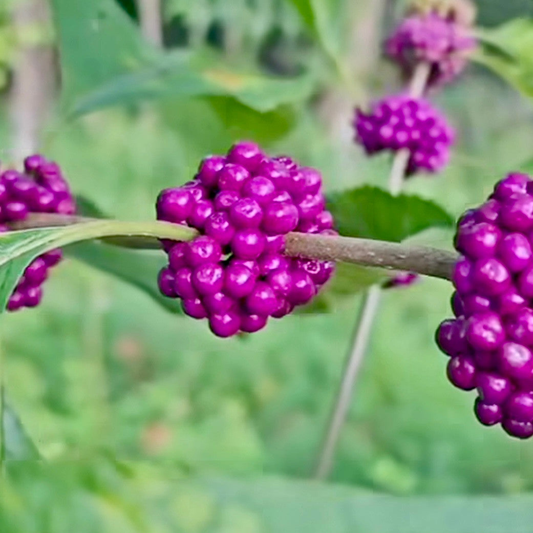 American Beautyberry