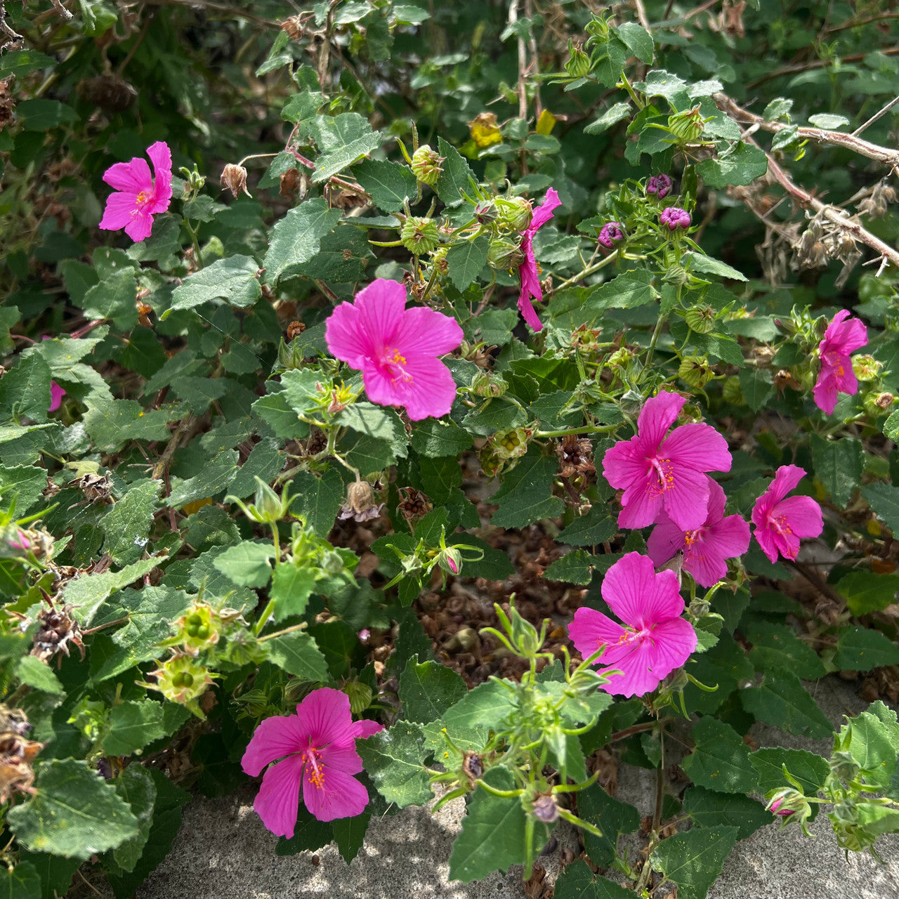 Rock Rose