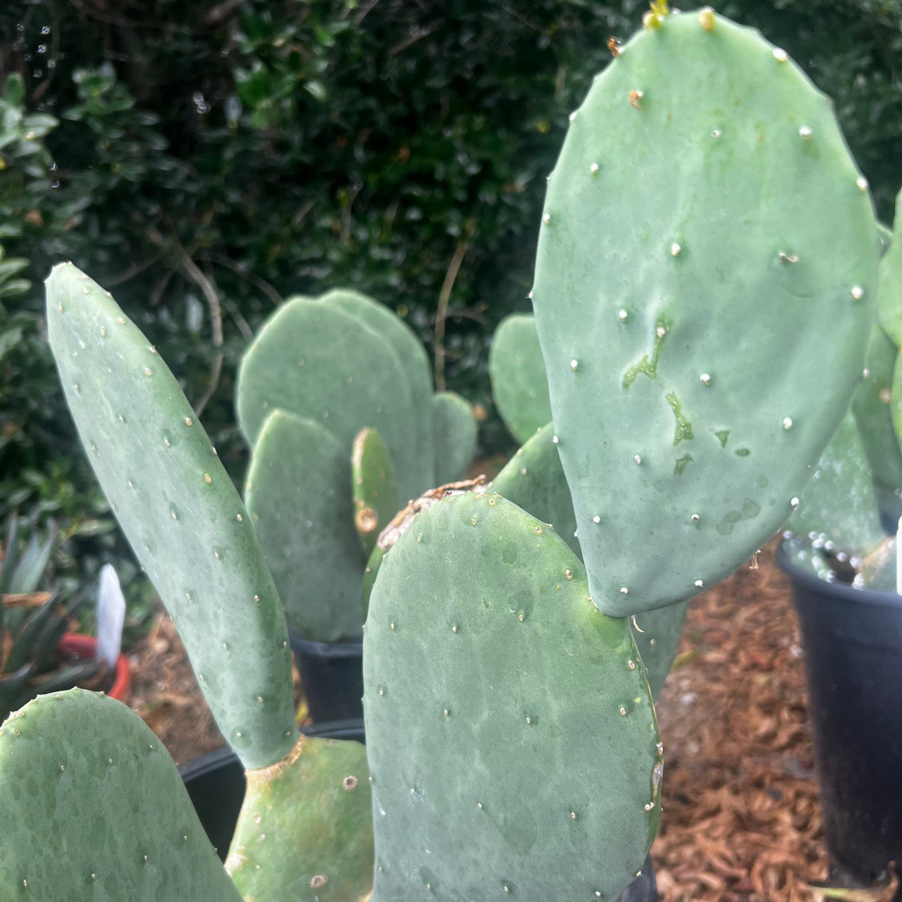 Prickly Pear - Spineless