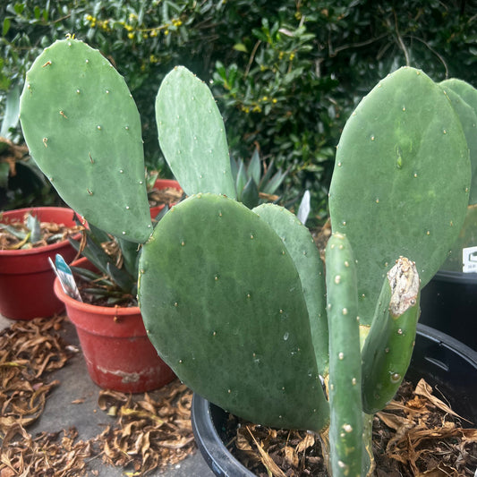 Prickly Pear - Spineless