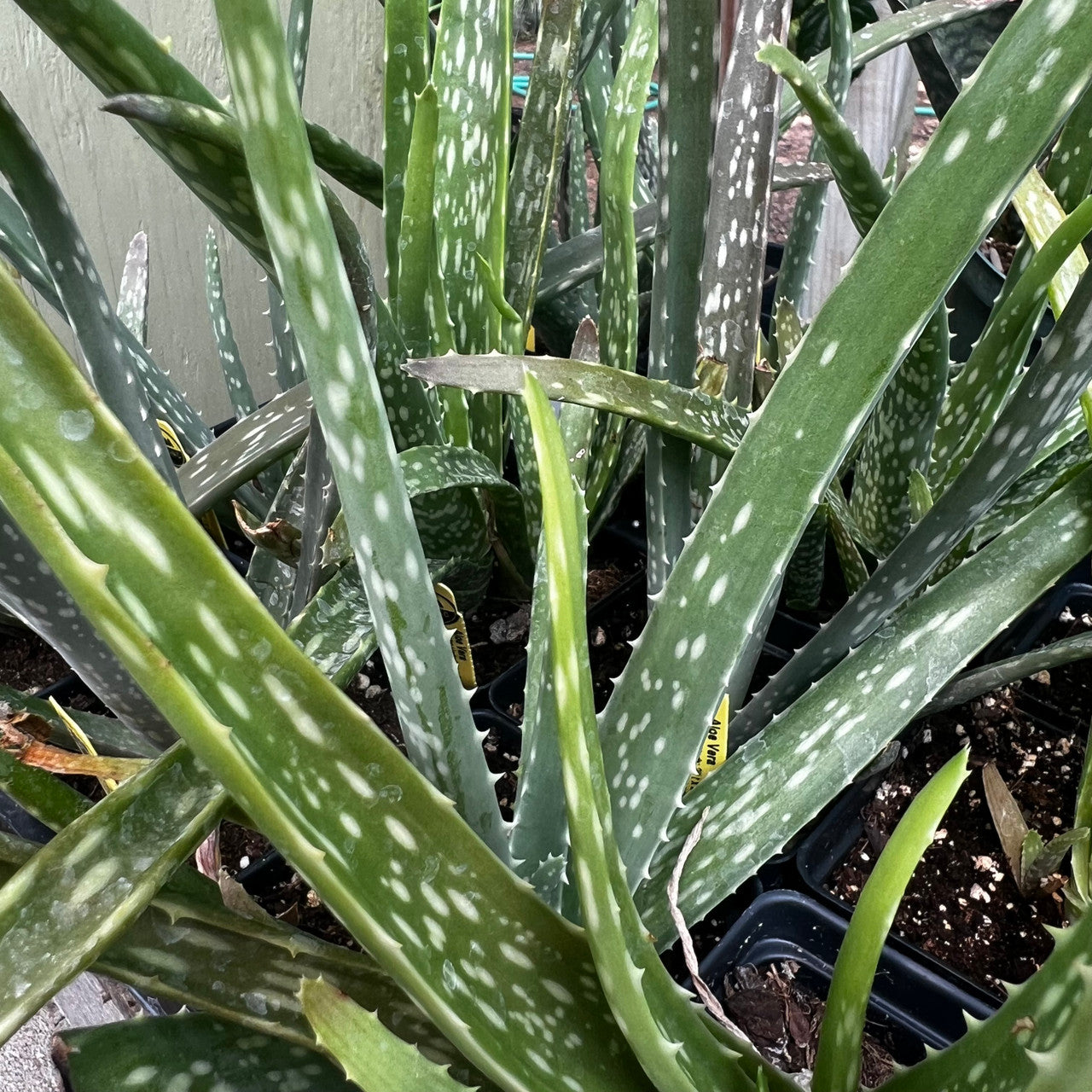 Aloe Vera