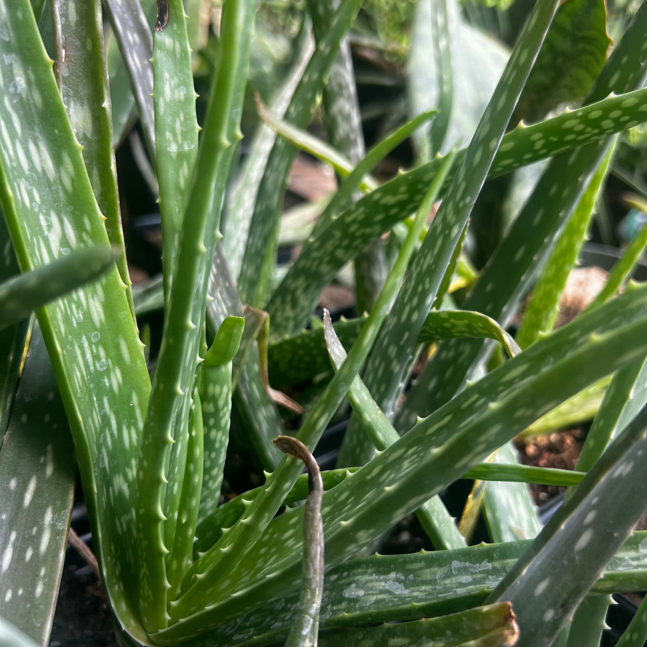 Aloe Vera