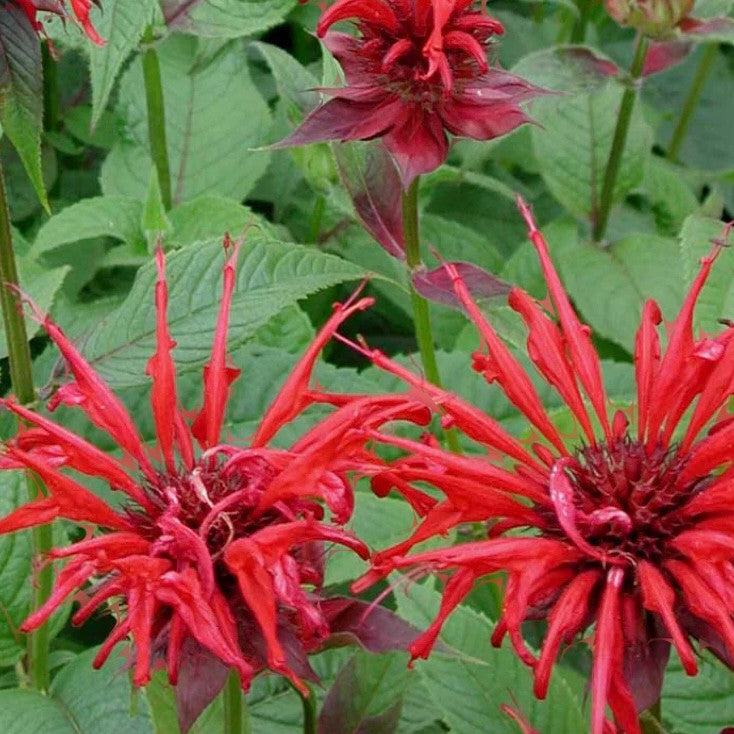 Jacob Cline Bee Balm