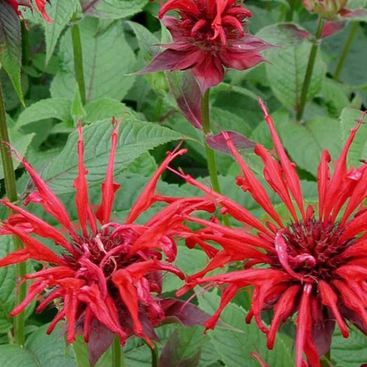 Jacob Cline Bee Balm