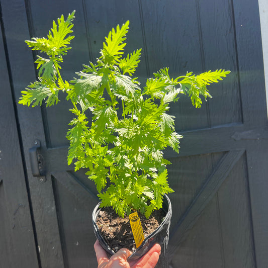 Gregg’s Mistflower