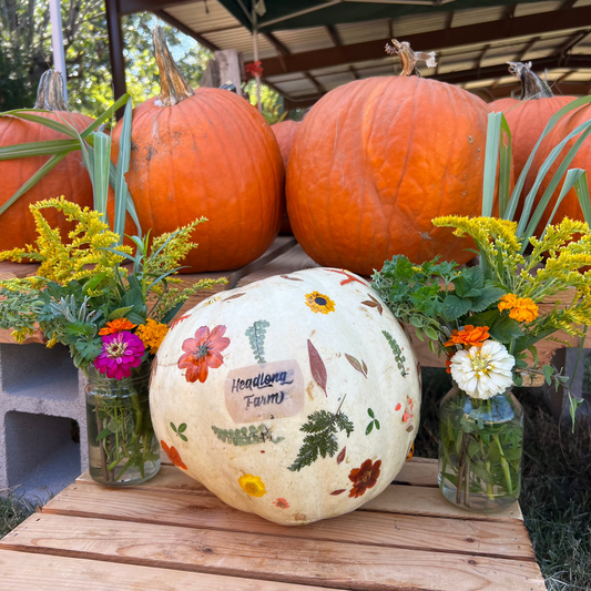 Dried Flower Pumpkin Workshop