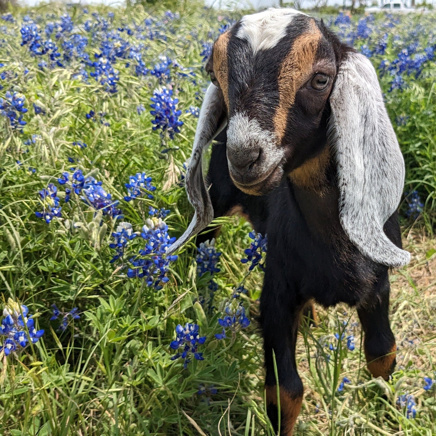 Goat - Buckling