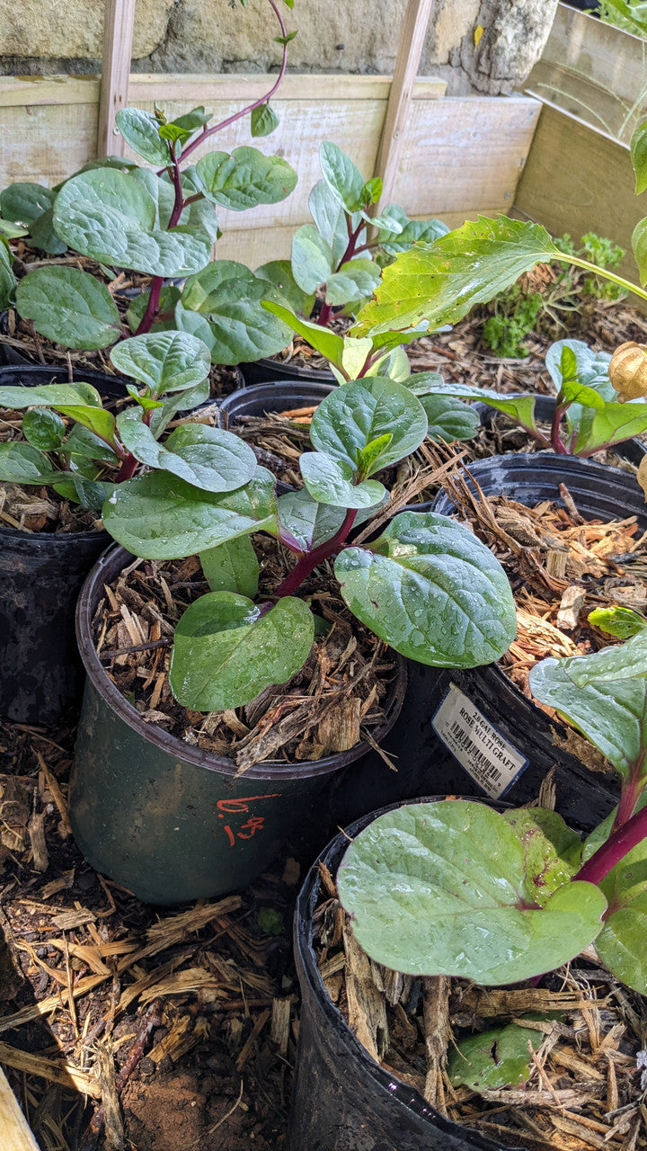 Malabar Spinach