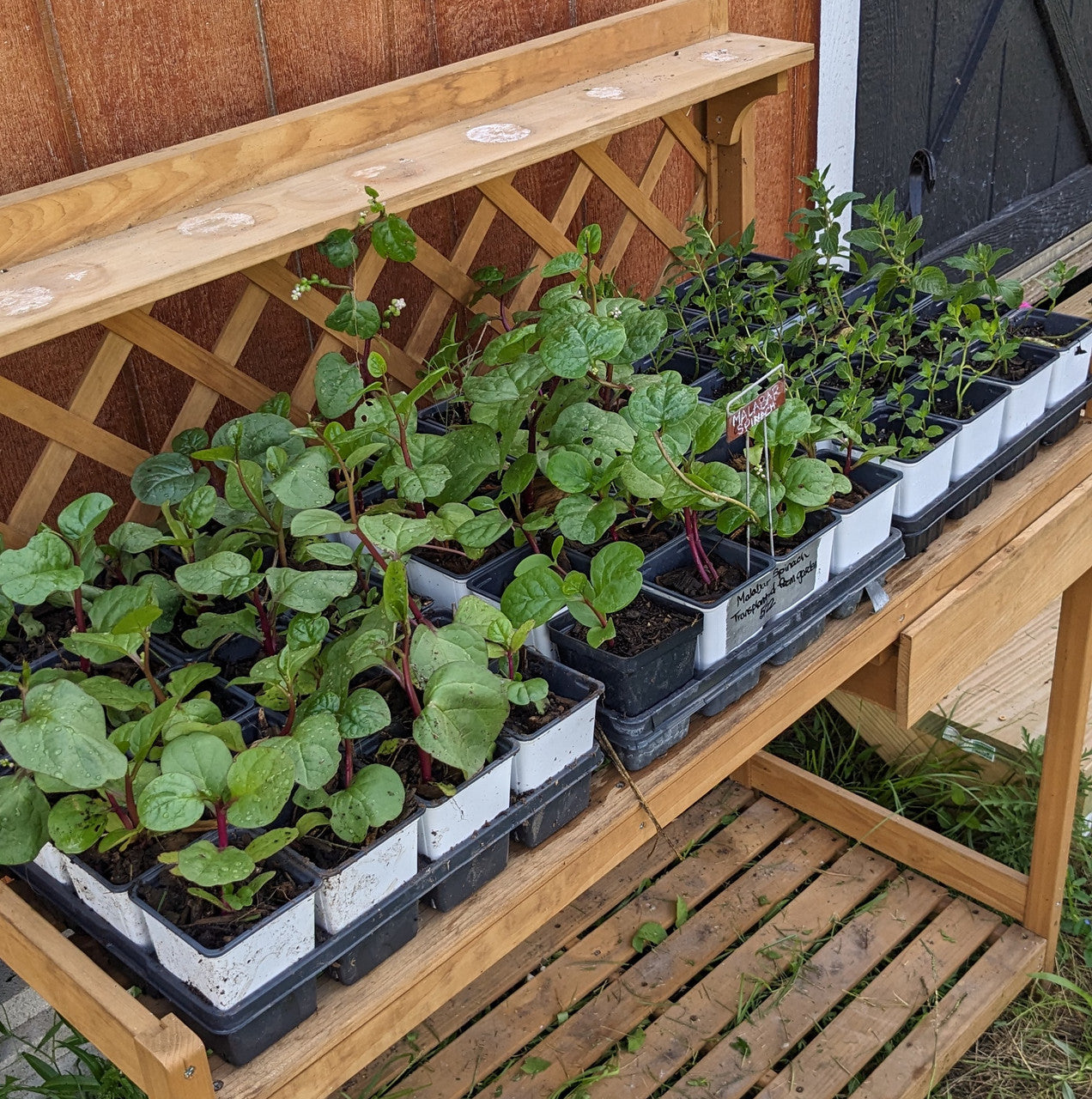 Malabar Spinach