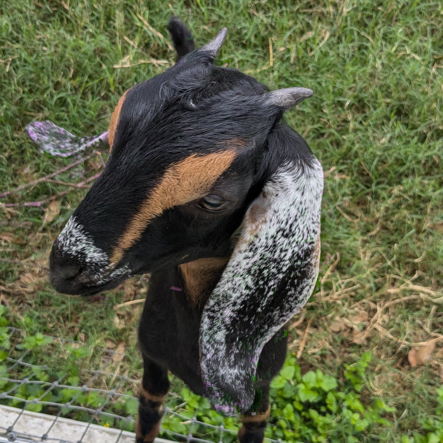 Goat - Doeling