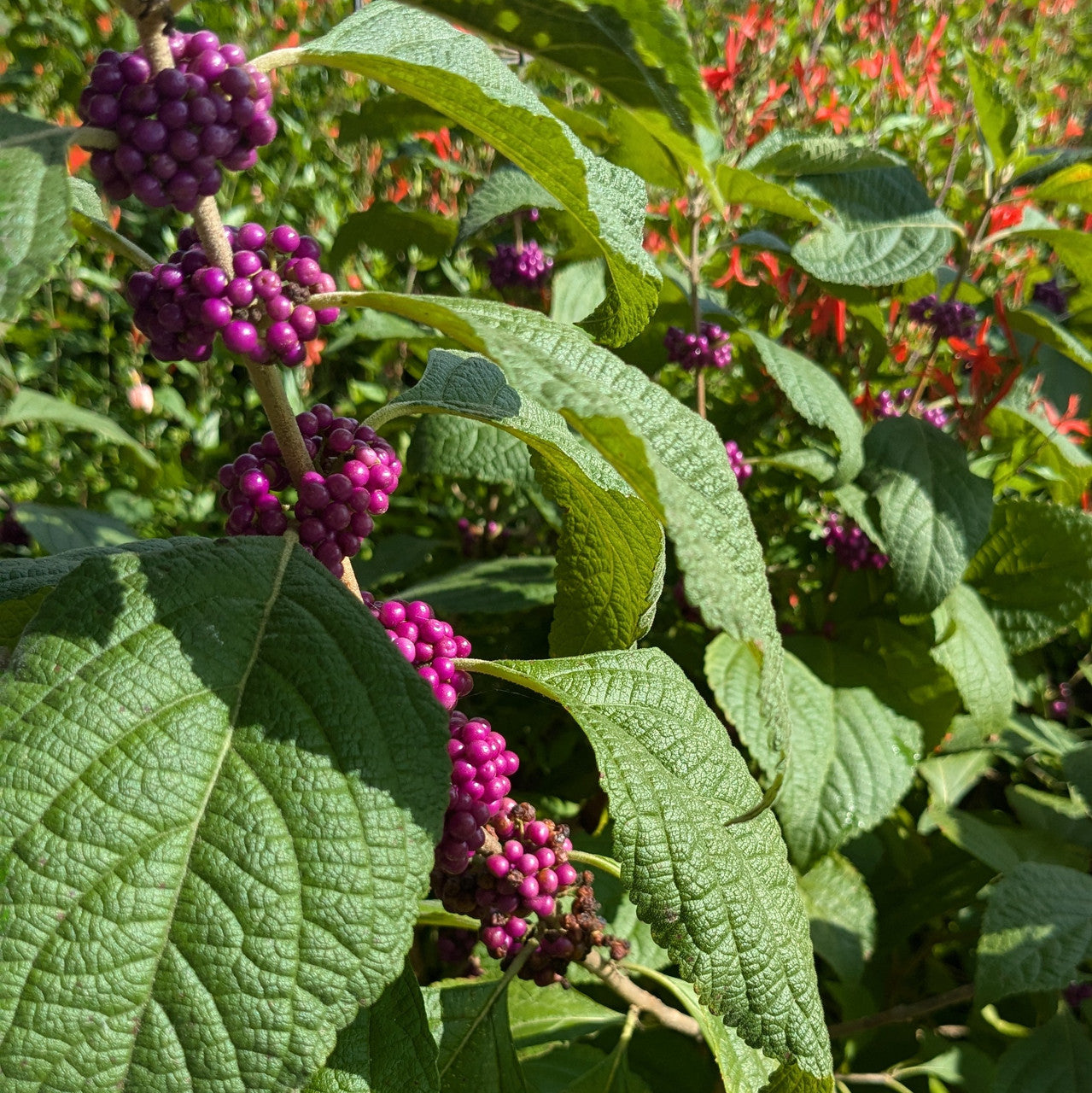 American Beautyberry