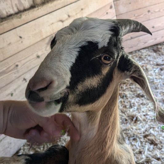 Hot Cider Farm Tour (FREE)