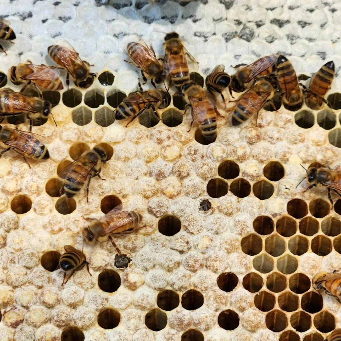 busy bees filling their honeycomb