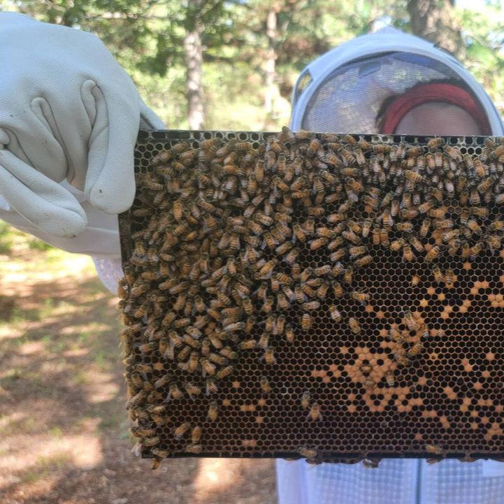 bees and beekeepers working together