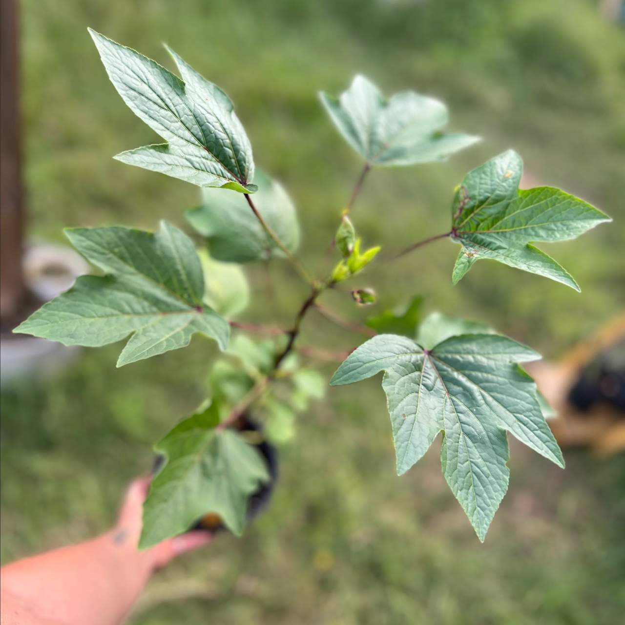 Roselle Hibiscus