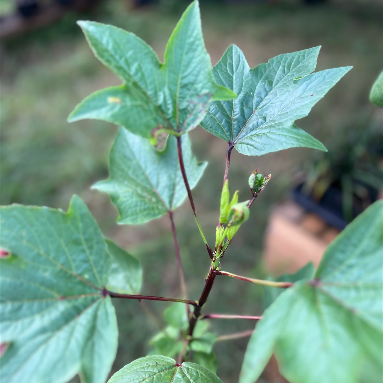 Roselle Hibiscus