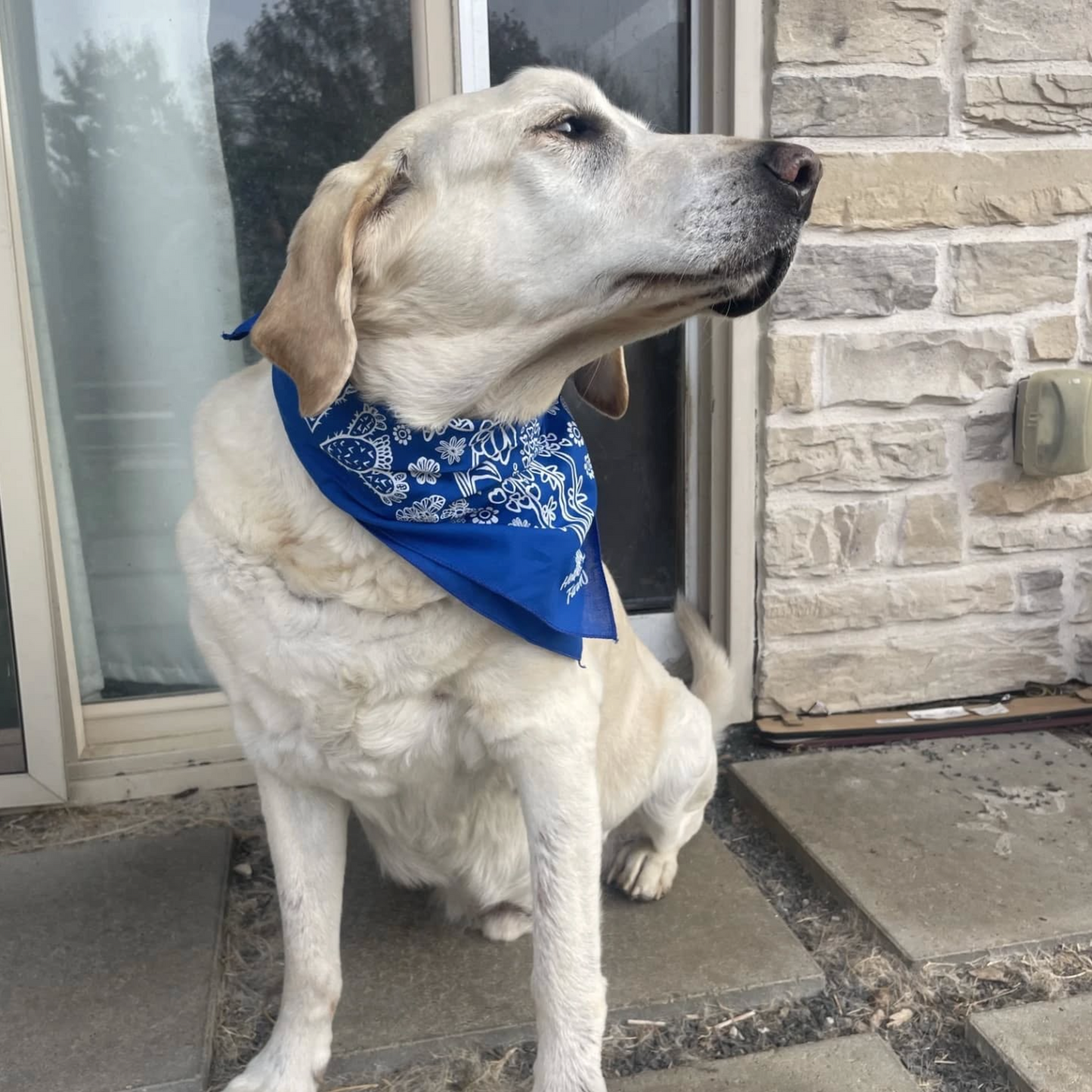 Bandana - Texas Natives