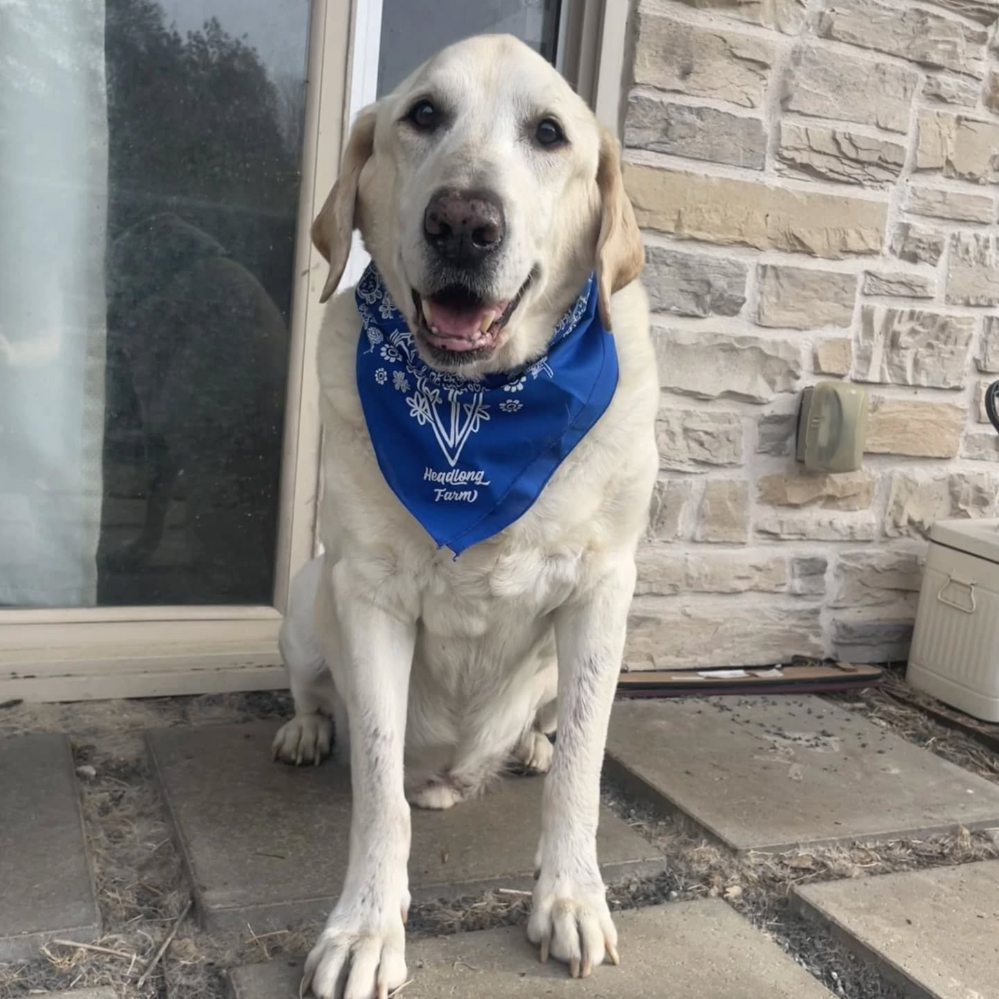 Bandana - Texas Natives