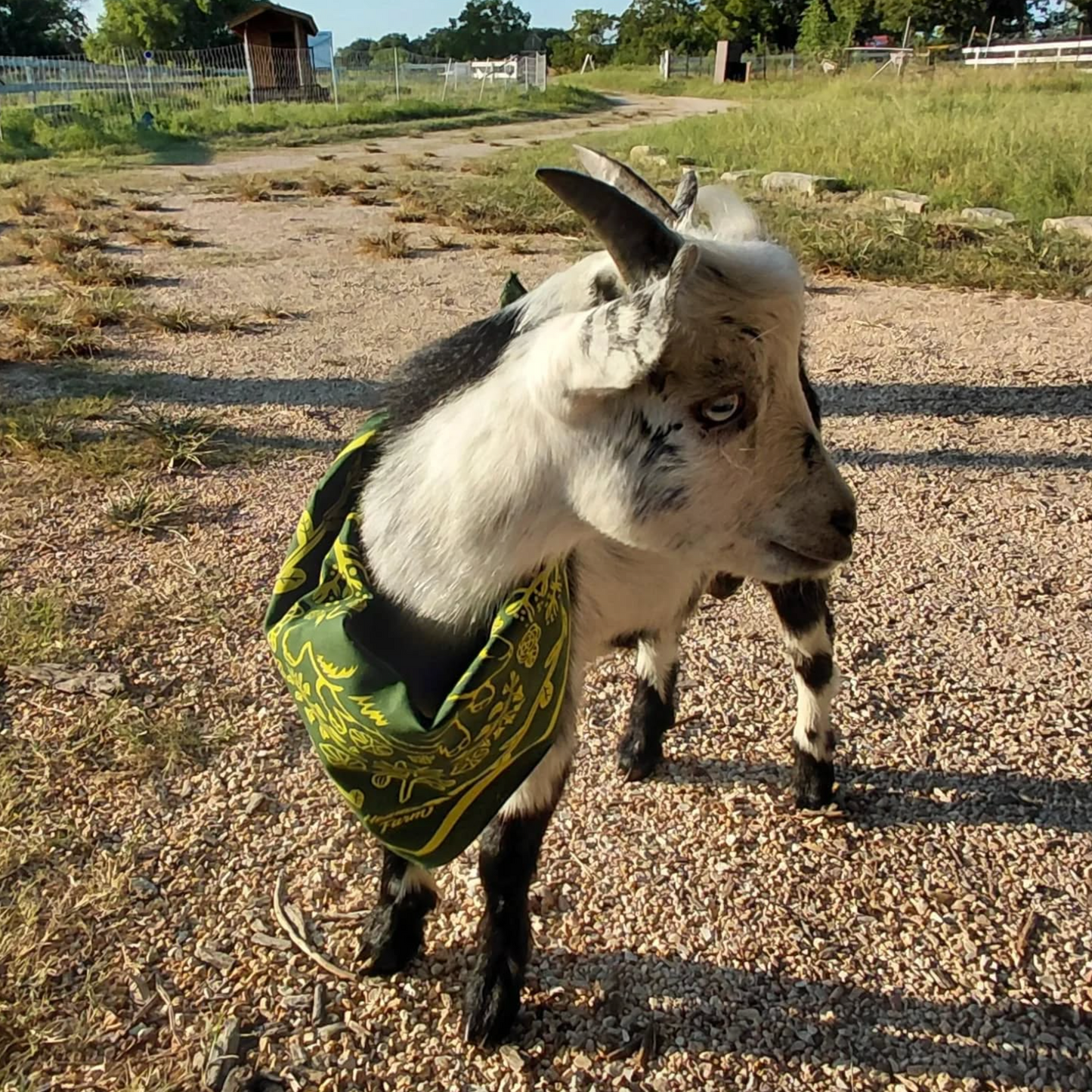 Bandana - Goats 'n' Roses