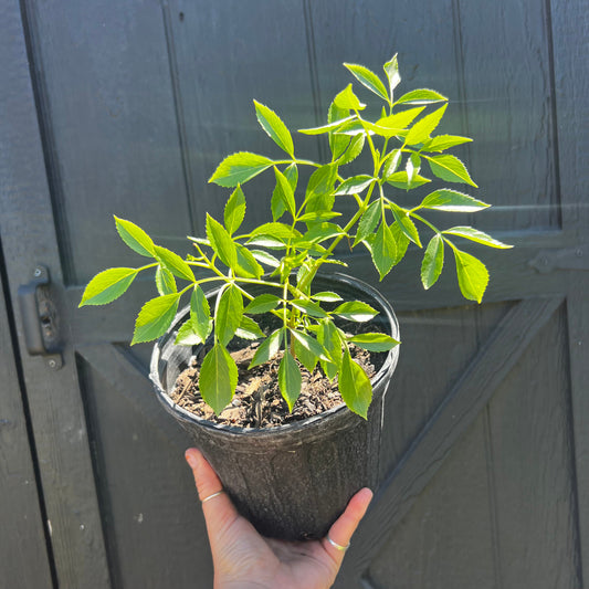 Elderberry