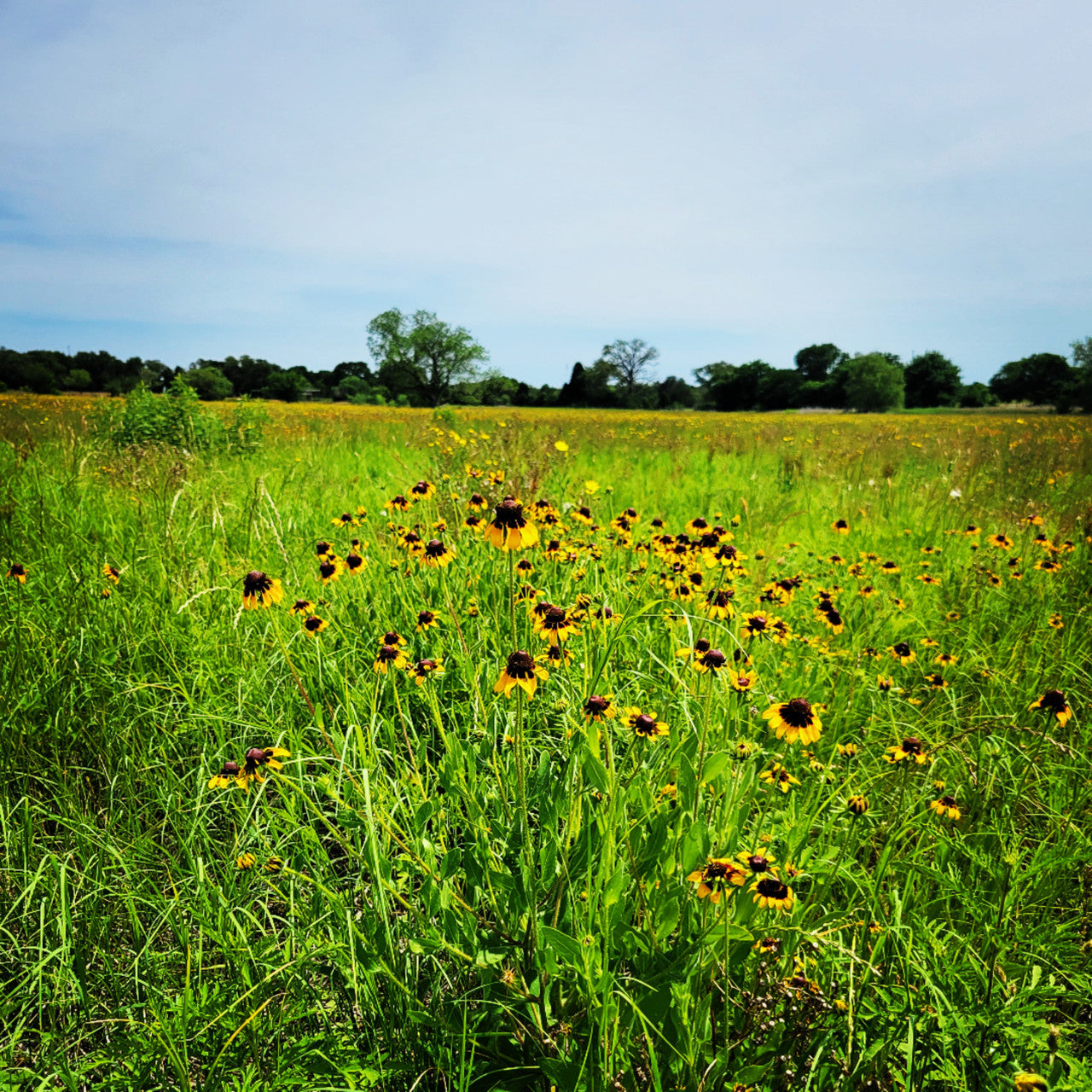 Headlong Farm native pasture