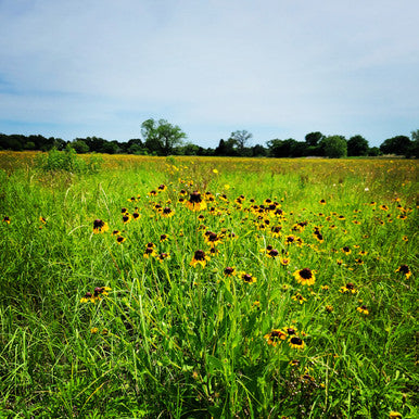 Intro to Local Native Plants Class