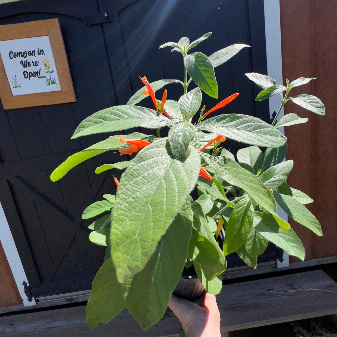 Mexican Honeysuckle