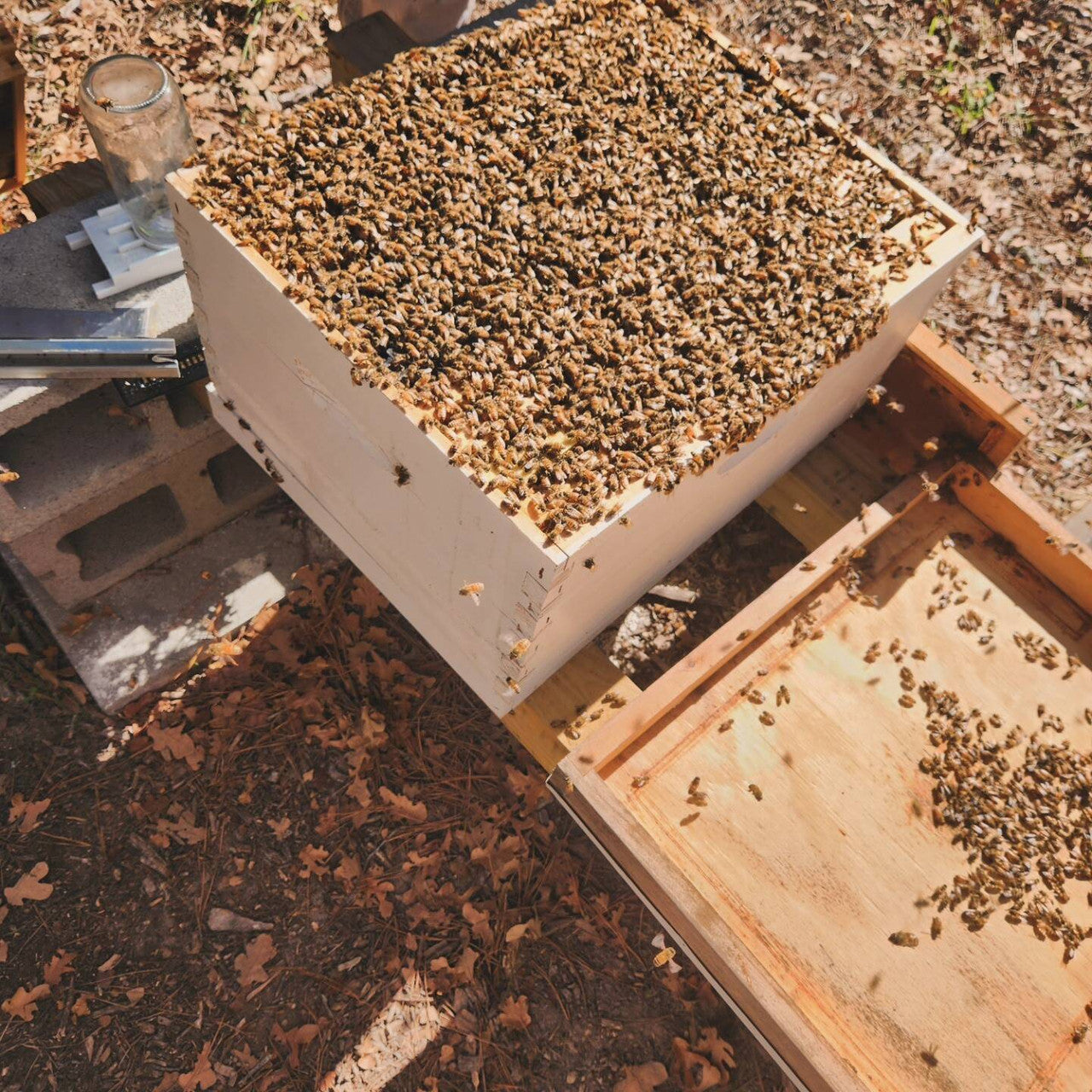 a full and healthy hive!