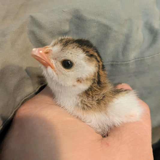Guinea - Keet