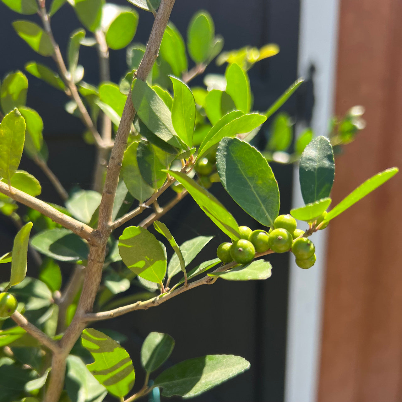 Yaupon Holly - 'Hoskins Shadow'